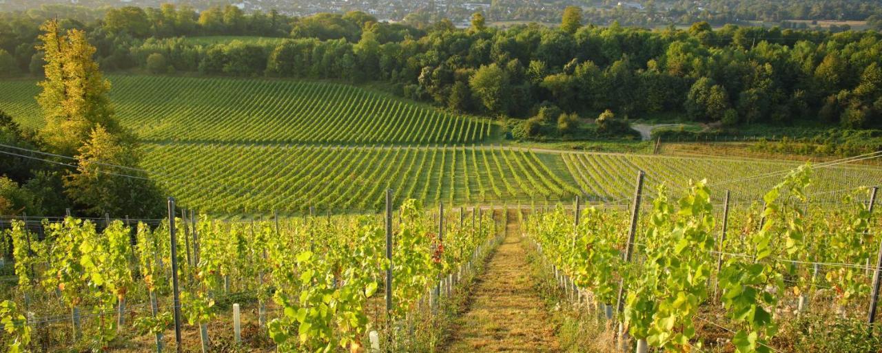 Denbies Vineyard Hotel Dorking Exterior foto